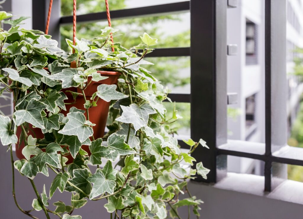 healthy-looking green and white english ivy with 3-pointed leaves in a hanging pot next to a window