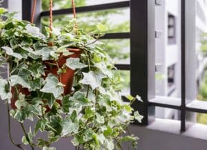healthy-looking green and white english ivy with 3-pointed leaves in a hanging pot next to a window